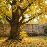 Ginkgo Tree Live Plant, Yellow Ginkgo Plant 4 to 6 Inch Tall in Pot, Cold Hardy, Low Maintenance Outdoor Garden Plant