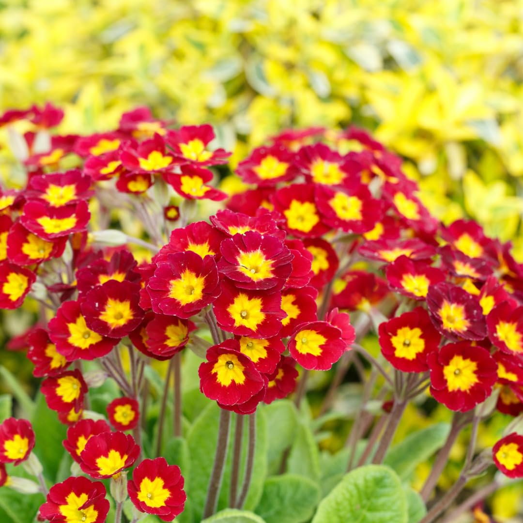 Live Red Primrose Plant, Hardy Primrose Flower in 4 Inch Pot, Well Rooted for Indoor or Outdoor Planting