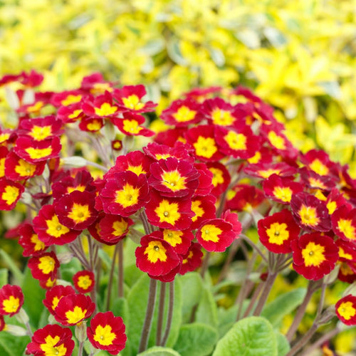 Live Red Primrose Plant, Hardy Primrose Flower in 4 Inch Pot, Well Rooted for Indoor or Outdoor Planting