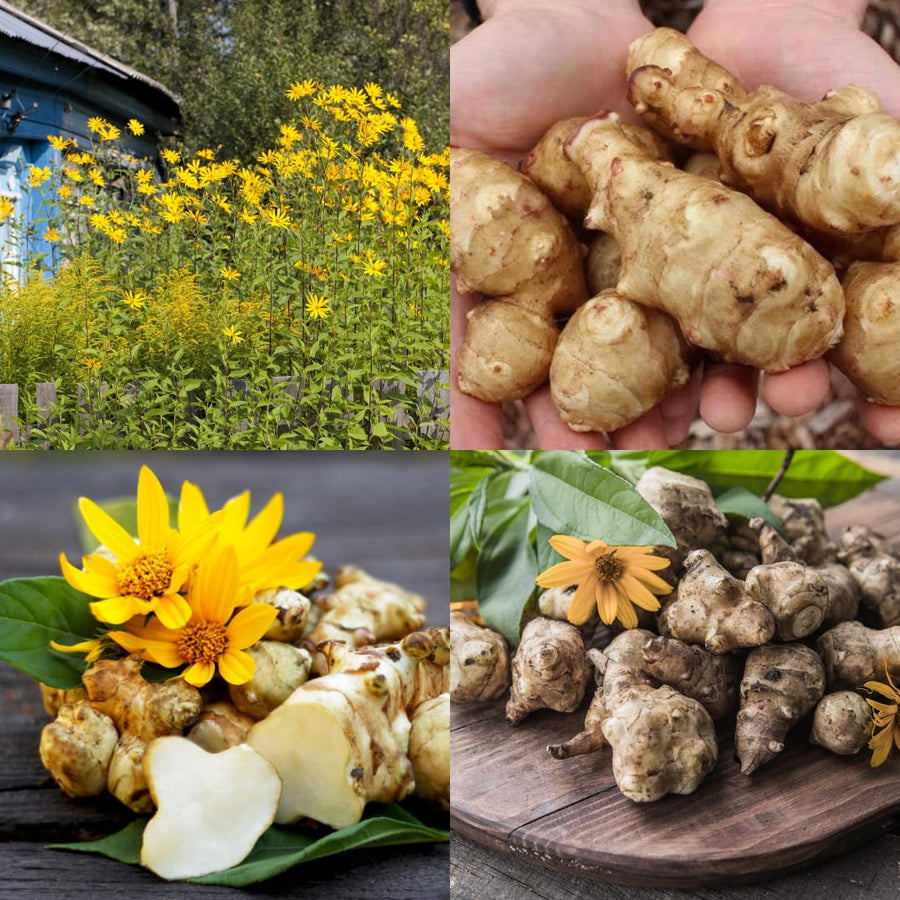 16oz Jerusalem Artichoke Bulbs for Planting, Hardy Perennial Sunchoke Tubers, Home Garden Growing