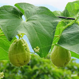 Chayote Squash Plant Live, Vegetable Plant, 8-10 Inches Tall, Outdoor Planting