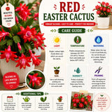 Easter Cactus Live Plant, Easter Cactus Plant 5 Inches in Height, 4 Inch Pot, Bright Bloom Flowering Houseplant for Planting (Red)