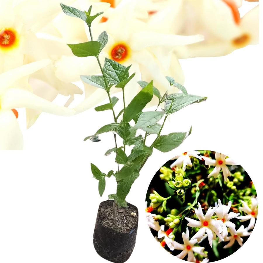 Half Gallon Live Jasmine Tree Plant, Night Flowering Parijat Nyctanthes Tree Live Plant for Growing, Fragrant