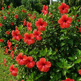 Red Hibiscus Plant Live, Well-Rooted Hibiscus Flowers, 5-7 Inches Tall, Tropical Flowering for Indoor Outdoor Planting