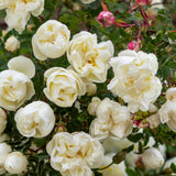 White Climbing Rose Live Plant, Fragrant Rose Bush Ready to Plants, Zone 5 to 9, Size 5 to 7 Inches and Bare Root