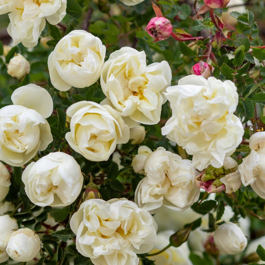 White Climbing Rose Live Plant, Fragrant Rose Bush Ready to Plants, Zone 5 to 9, Size 5 to 7 Inches and Bare Root
