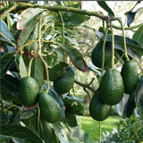 HASS Avocado Tree Live, Cold Hardy Avocado Plant, 8-10'' Tall Seedling, Outdoor Growing