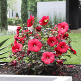 Hibiscus Flower Plant, Hibiscus Plants Live, Giant Red, Zone 10 to 12, Size 5 to 7 Inch Tall