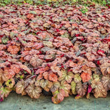 3 Coral Bells Heuchera Perenial Live Plants, Deep Purple to Pink Red Seasonal Leaves Color Change, Well-Rooted 5-9 Inc Tall, No Pot