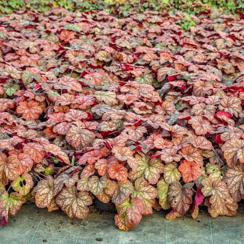 3 Coral Bells Heuchera Perenial Live Plants, Deep Purple to Pink Red Seasonal Leaves Color Change, Well-Rooted 5-9 Inc Tall, No Pot