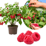 Red Raspberry Plant Live, Sweet Raspberry Bush Shrub to Grow, 6-8'' Tall in 4 Inches Pot, Raspberries Seedling for Outdoor Growing
