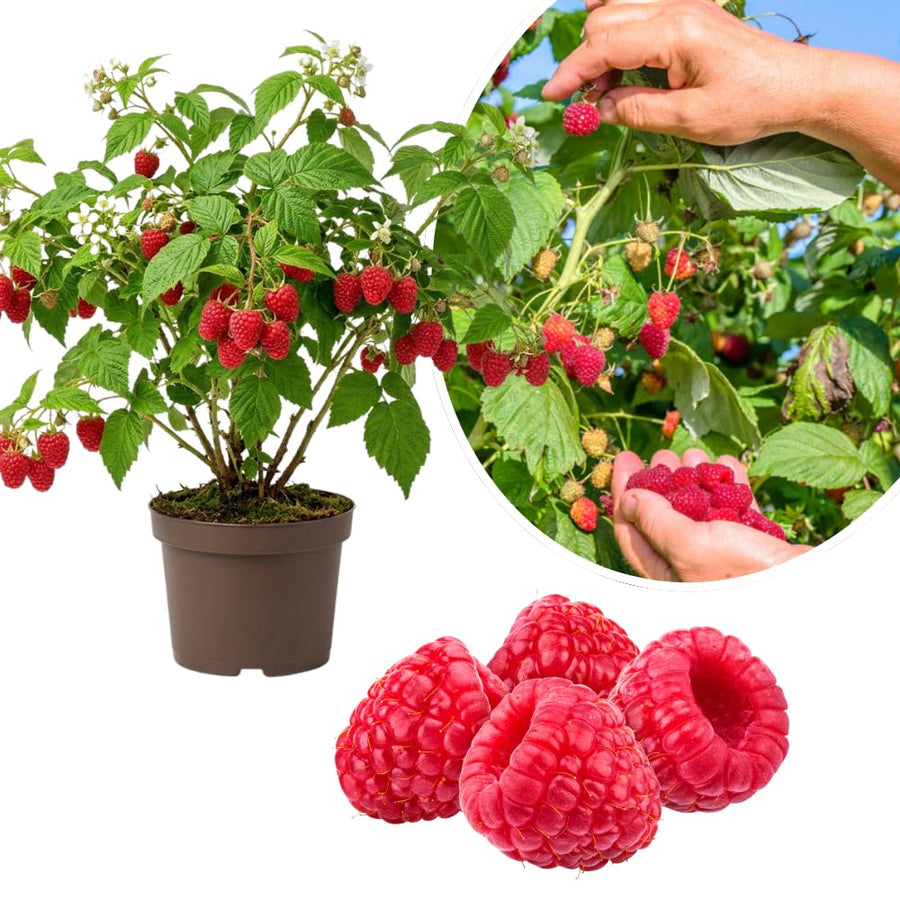 Red Raspberry Plant Live, Sweet Raspberry Bush Shrub to Grow, 6-8'' Tall in 4 Inches Pot, Raspberries Seedling for Outdoor Growing