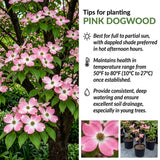 Pink Dogwood Tree Live Plant in Quart Pot, Flowering Dogwood Tree for Outdoor Garden, Ornamental Tree for Landscape, Yard or Garden Planting