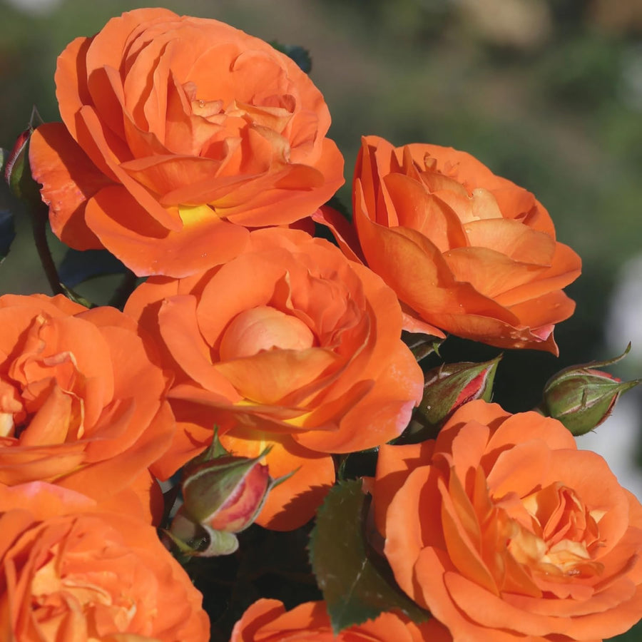 2 Rose Plants Live, Rose Bush Live Plants, Fragrant Rose Flowers, Well Rooted 5-10 Inch Tall, No Pot (Orange Rose)