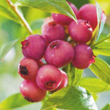 Pink Lemonade Blueberry Bushes Live Plant 4'' Potted, Fully Rooted, Sweet, High Yielding Blueberry Plants for Growing Outdoor