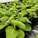 2 Herbs Cuban Oregano Live Plants Very Well-Rooted, Ready to Plant Outdoor Indoor, Vegetables Mexican Mint or Spanish Thyme