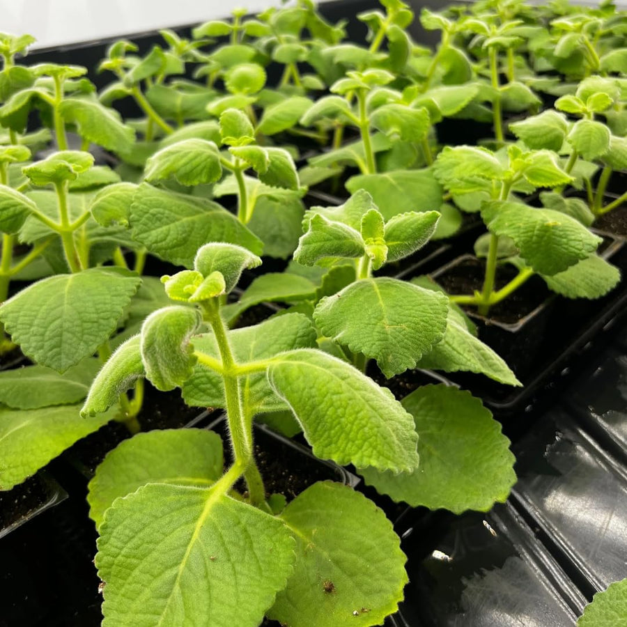2 Herbs Cuban Oregano Live Plants Very Well-Rooted, Ready to Plant Outdoor Indoor, Vegetables Mexican Mint or Spanish Thyme