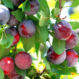 2 Plum Trees Live Plants, Bareroots 18 to 24 Inch Tall, Sweet American Plum Plant Live for Planting, Cold Hardy Plum Tree Plant
