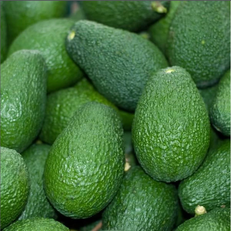 HASS Avocado Tree Live, Cold Hardy Avocado Plant, 8-10'' Tall Seedling, Outdoor Growing