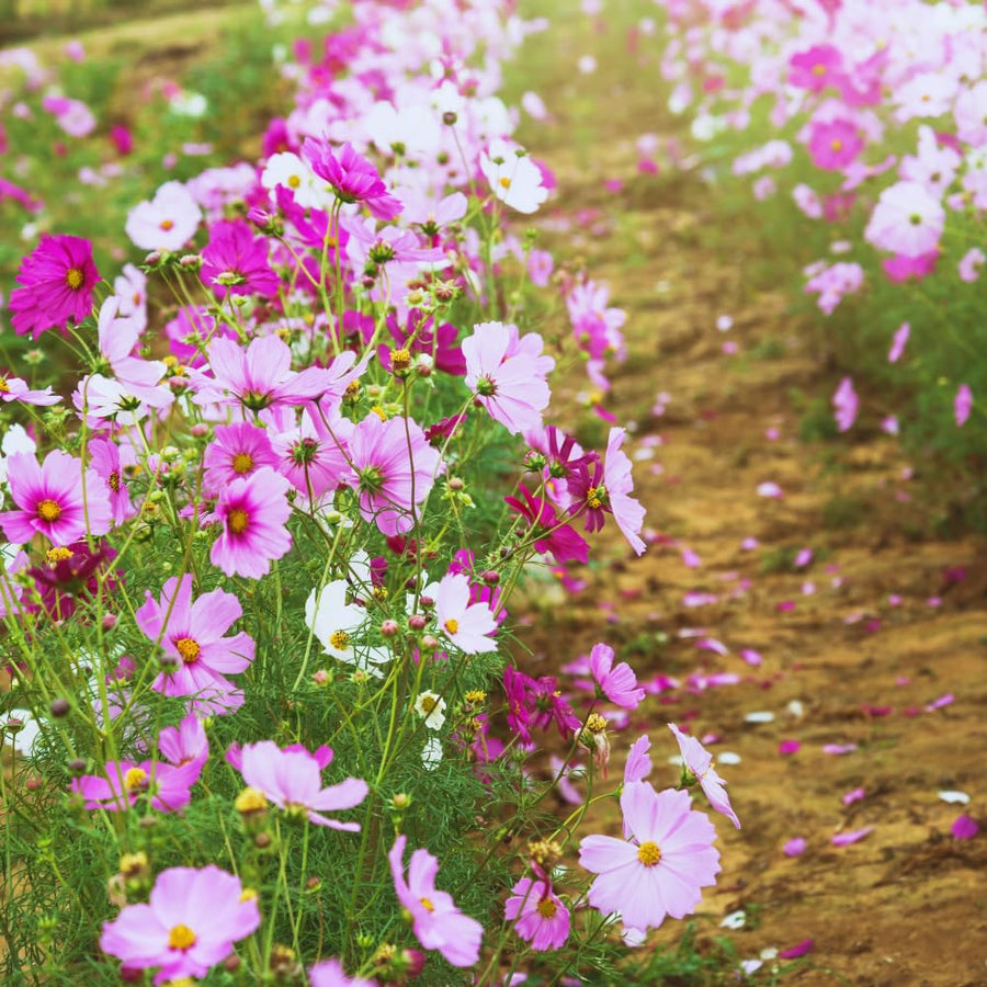 500 Mix Cosmos Flower Seeds, Cosmos Seeds for Planting Outdoor