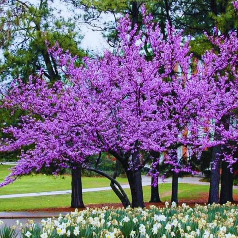 2 Redbud Trees Live Plants Seedlings, Dormant 6 to 14 Inches Tall for Outdoor Blooms, Purple Flowers, American Eastern Red Bud Tree