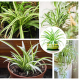 Spider Variegated Live Plant, Spider Plant, Variegated Spider Houseplant, 2-4'' Tall, Live Indoor Plant for Home and Office, Chlorophytum Comosum, No Pot