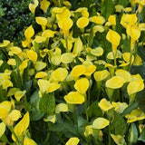 3 Yellow Calla Lily Bulbs for Outdoor Planting, Calla Lily Bulbs for Planting, Ornamental Flower Bulbs for Growing