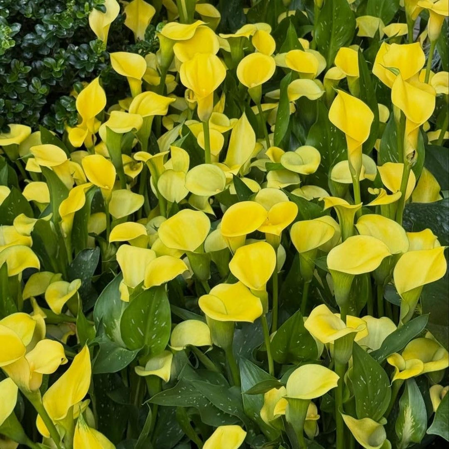 3 Yellow Calla Lily Bulbs for Outdoor Planting, Calla Lily Bulbs for Planting, Ornamental Flower Bulbs for Growing