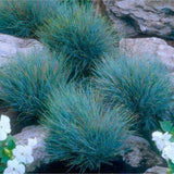 Pack 2 Fescue Perennial Grass Ornamental Live Plants, No Pot, 5-10" in Tall Ornamental Grasses Blue Color, Grasses for Planting