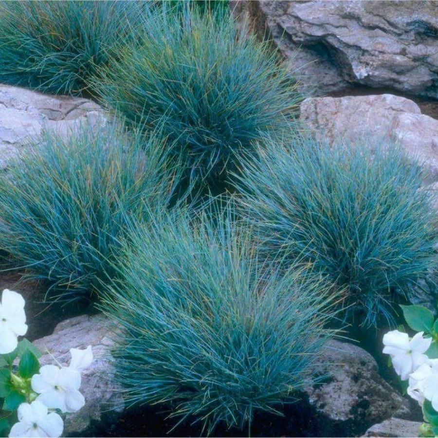 Pack 2 Fescue Perennial Grass Ornamental Live Plants, No Pot, 5-10" in Tall Ornamental Grasses Blue Color, Grasses for Planting