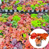 3 Coral Bells Heuchera Perenial Live Plants, Red Orange Yellow Seasonal Leaves Color Change, Well-Rooted 5-9 Inc Tall, No Pot