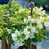 2 Trailing Bougainvillea Plants Live, Hardy Flowering Bougainvillea Plants for Hanging Basket, Container Growing, 4-8 Inches Tall (Coconut Ice)