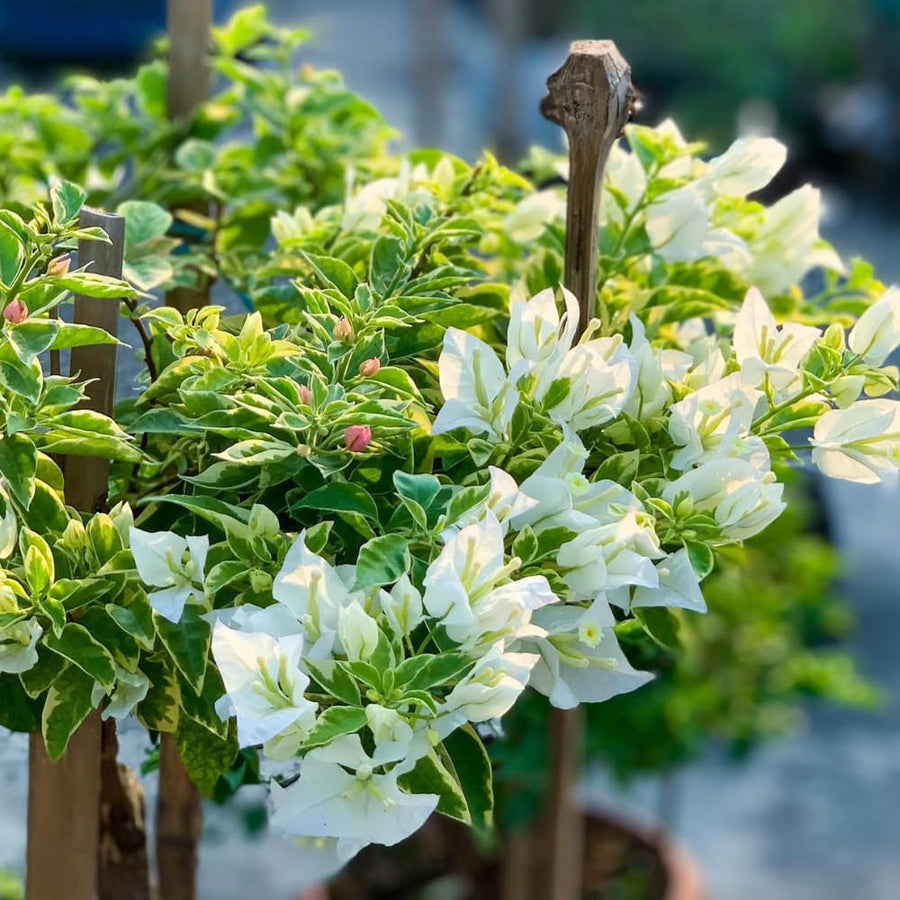 2 Trailing Bougainvillea Plants Live, Hardy Flowering Bougainvillea Plants for Hanging Basket, Container Growing, 4-8 Inches Tall (Coconut Ice)