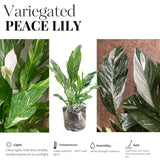 Peace Lily Plant Indoor Live, Well Rooted Peace Lily House Plant, White Flower, Plant Peace Lily Houseplant (Variegated)