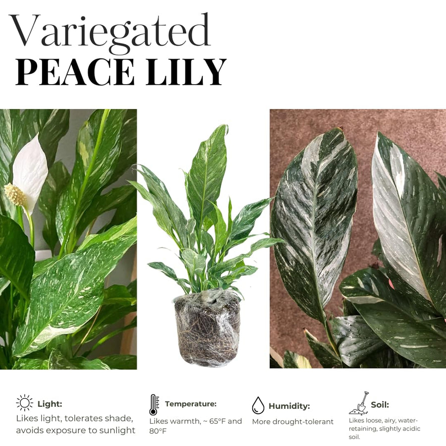 Peace Lily Plant Indoor Live, Well Rooted Peace Lily House Plant, White Flower, Plant Peace Lily Houseplant (Variegated)