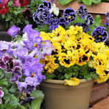 Set 2 Pansy Plants Live, Live Pansies Plant, Assorted Flowers, 4-7 Inc Tall, Solid Bloom Pansy, Colorful Pansies Seedling for Ground Cover, Hanging Basket and Container