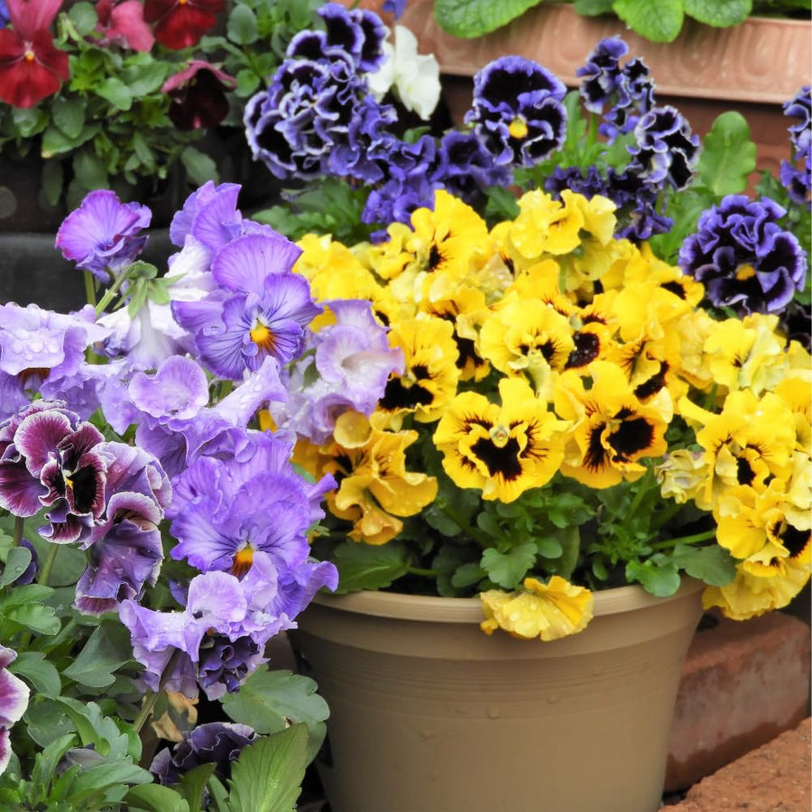 Set 2 Pansy Plants Live, Live Pansies Plant, Assorted Flowers, 4-7 Inc Tall, Solid Bloom Pansy, Colorful Pansies Seedling for Ground Cover, Hanging Basket and Container