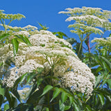 Black Elderberry Plant Live - 6-12 Inch Tall - Hardy American Elderberry Bush Live Shrub - Sweet Berry Tree