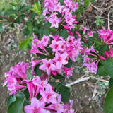 Pink Weigela Plant Live, Flowering Weigela Bush, 8-12'' Tall in Quart Pot, Perennial Shrub for Outdoor Planting