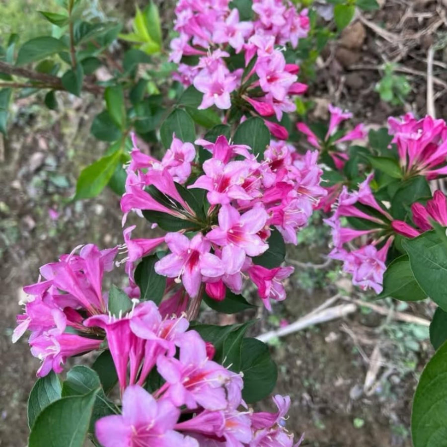 Pink Weigela Plant Live, Flowering Weigela Bush, 8-12'' Tall in Quart Pot, Perennial Shrub for Outdoor Planting