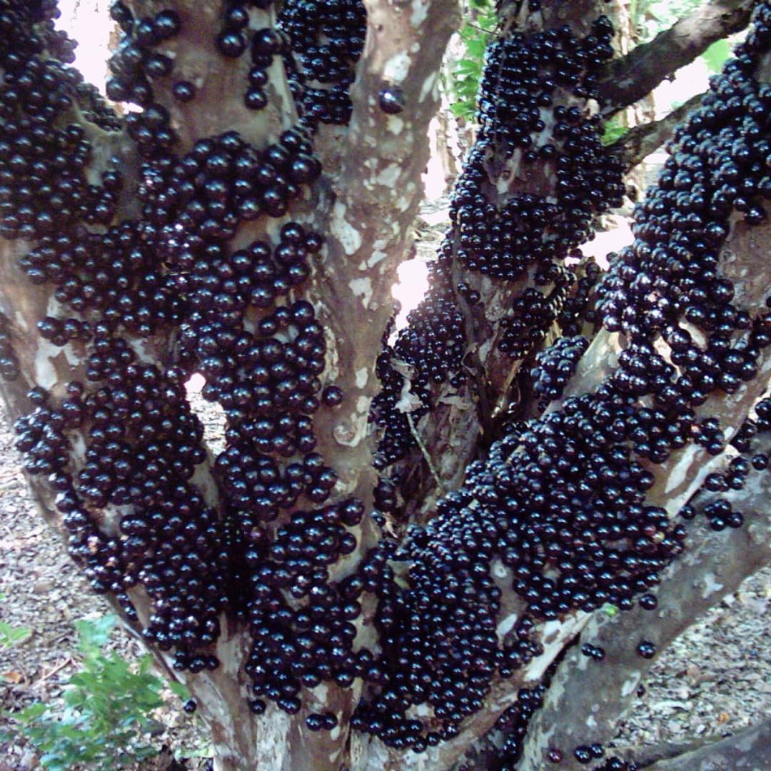 3 Years Old Jaboticaba Tree Plant Live, Air-Layered 3 Feet Tall, Black Jaboticaba Fruit Tree, Well-Rooted for Outdoor Zones 9-11, Brazilian Grape Jabuticaba