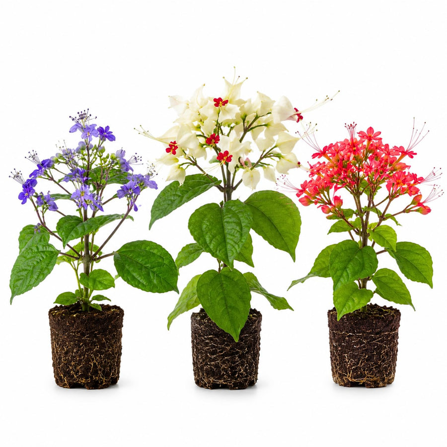 Random Clerodendrum Plants Live, Trailing Light Bulb Flowering Vine, 4-8 Inch Tall, Ready to Plant Outdoor