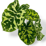 Elephant Ear Plants, Alocasia Colocasia Plant, Colocasia Alocasia Esculenta Taro for Indoor Outdoor Gardens, Dormant in Winter (Variegated Green Striking Foliage)