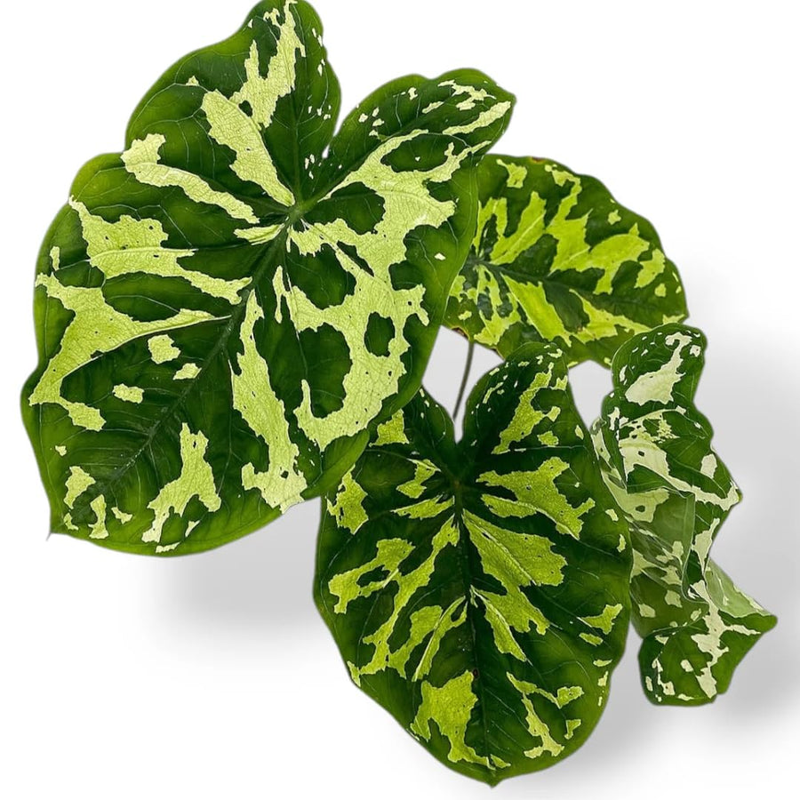 Elephant Ear Plants, Alocasia Colocasia Plant, Colocasia Alocasia Esculenta Taro for Indoor Outdoor Gardens, Dormant in Winter (Variegated Green Striking Foliage)