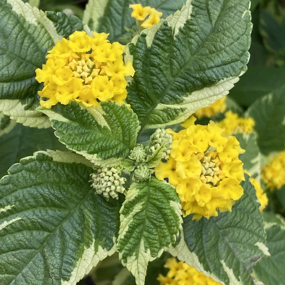 Combo 4 Trailing Lantana Plants Live for Gardening, 6-9 Inch Tall, Ornamental Lantana Live Plants, Fragrant Lantana Flowers (Yellow Lantana)