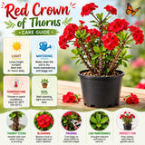 Live Red Crown of Thorns Plant, Hardy Crown of Thorns Succulent, 4 Inch Pot for Outdoor or Indoor Growing