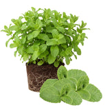 Fresh Assorted Mint Live Plant in 3.5 Inch Pot, Mint Herb Live Plant for Indoor Outdoor Growing, Spring Planting