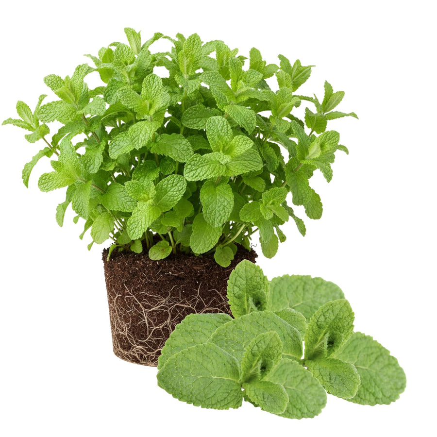 Fresh Assorted Mint Live Plant in 3.5 Inch Pot, Mint Herb Live Plant for Indoor Outdoor Growing, Spring Planting