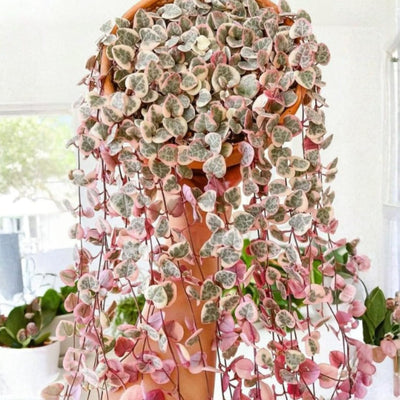 Variegated String of Hearts Live Plants, Easy Indoor Trailing Succulent in 2.5" Pot, Hanging Succulent Houseplant Indoor Outdoor Planting
