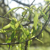 2 Weeping Willow Tree Live Plants, 2-3 Feet Tall, Weeping Willow Tree for Outdoor Garden